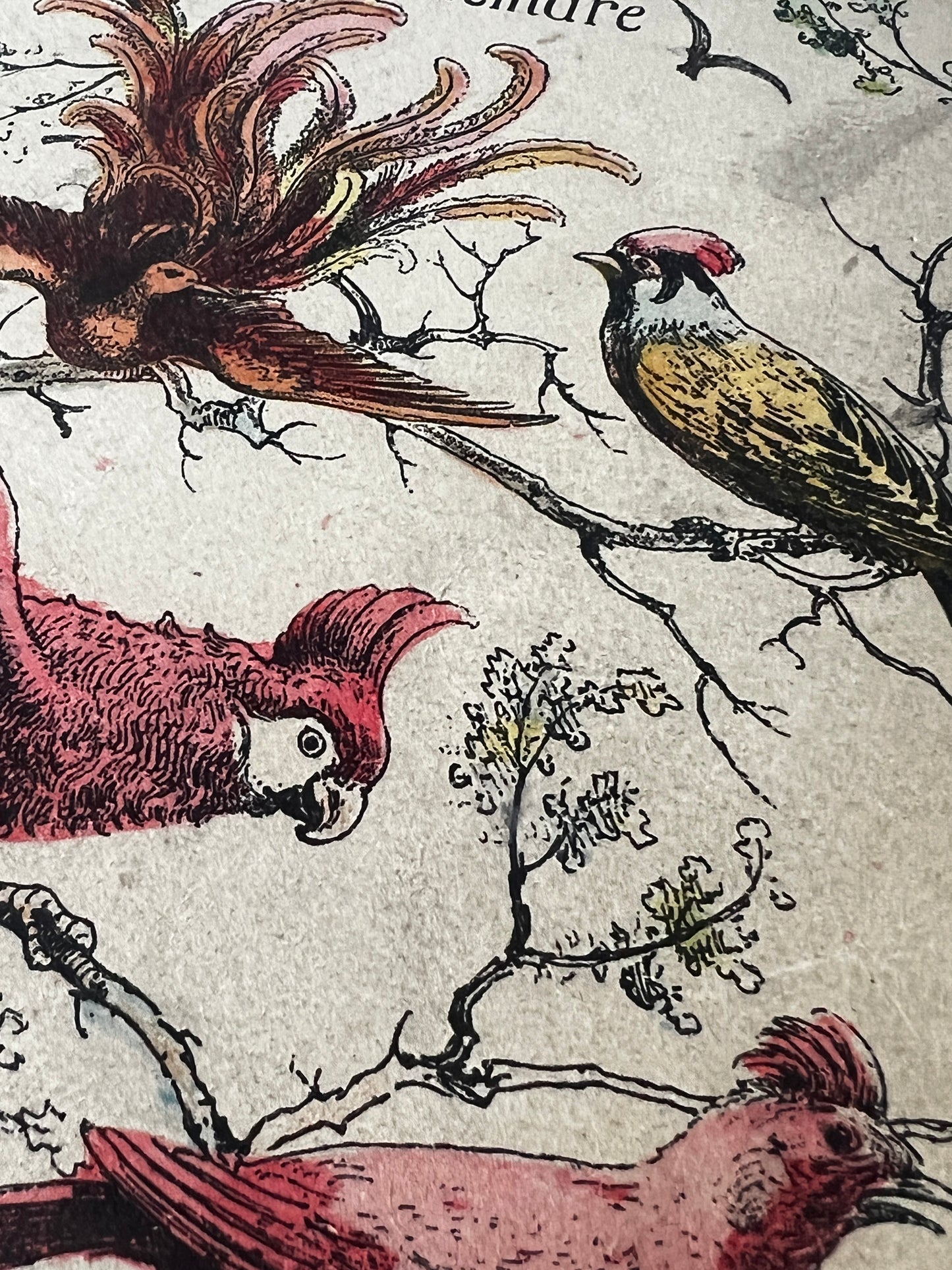 ★鳥の塗り絵帳