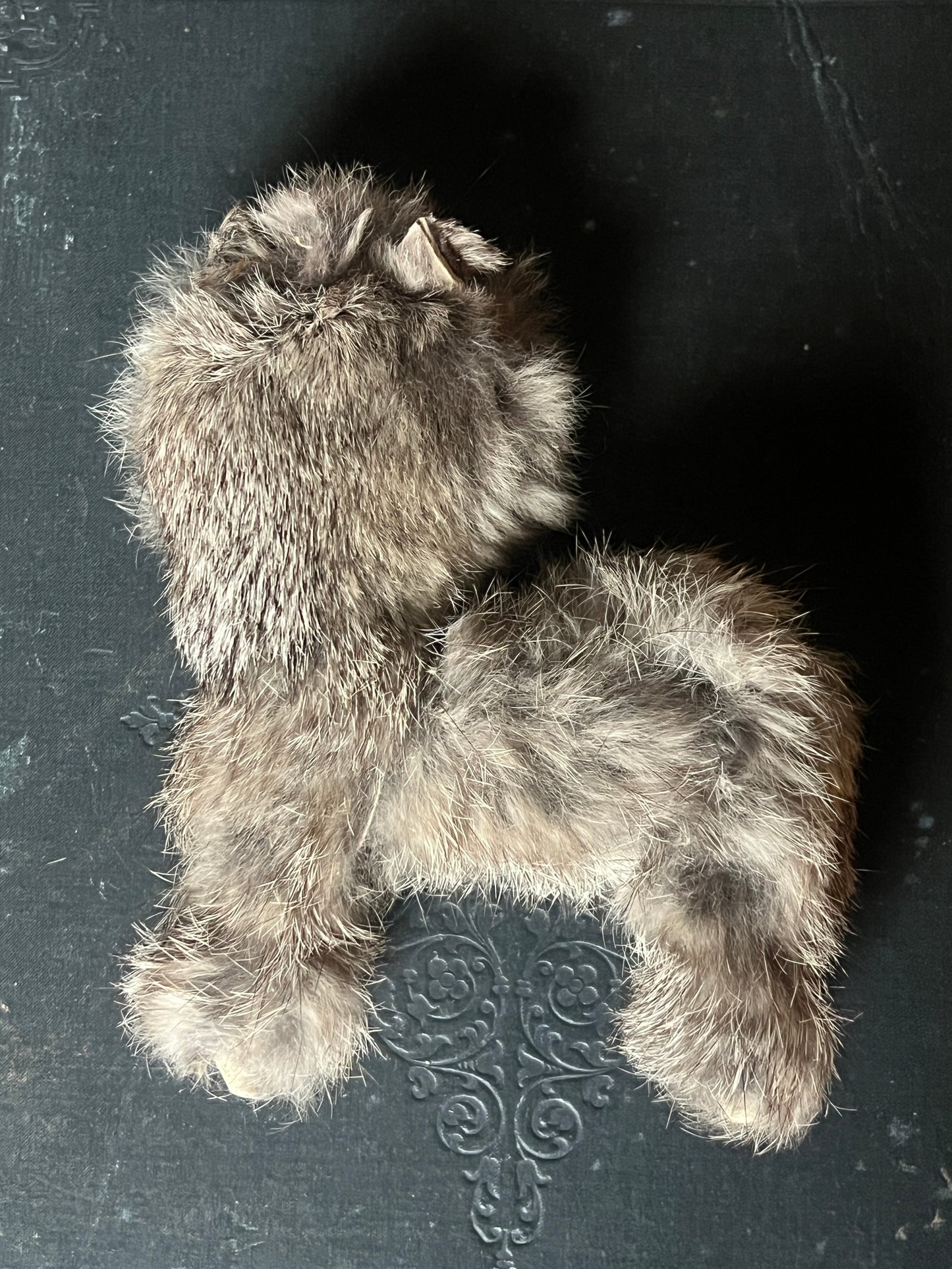 ヴィンテージの猫