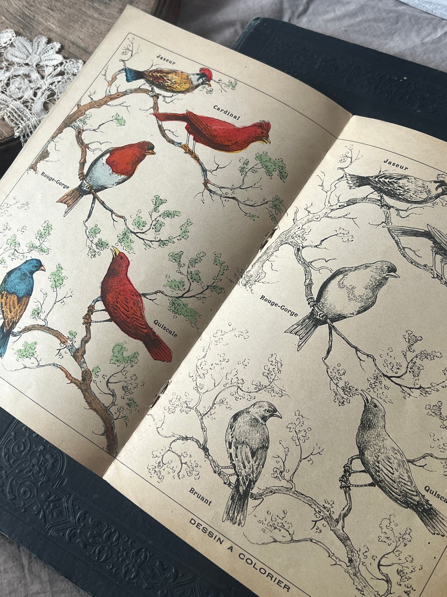 ★鳥の塗り絵帳