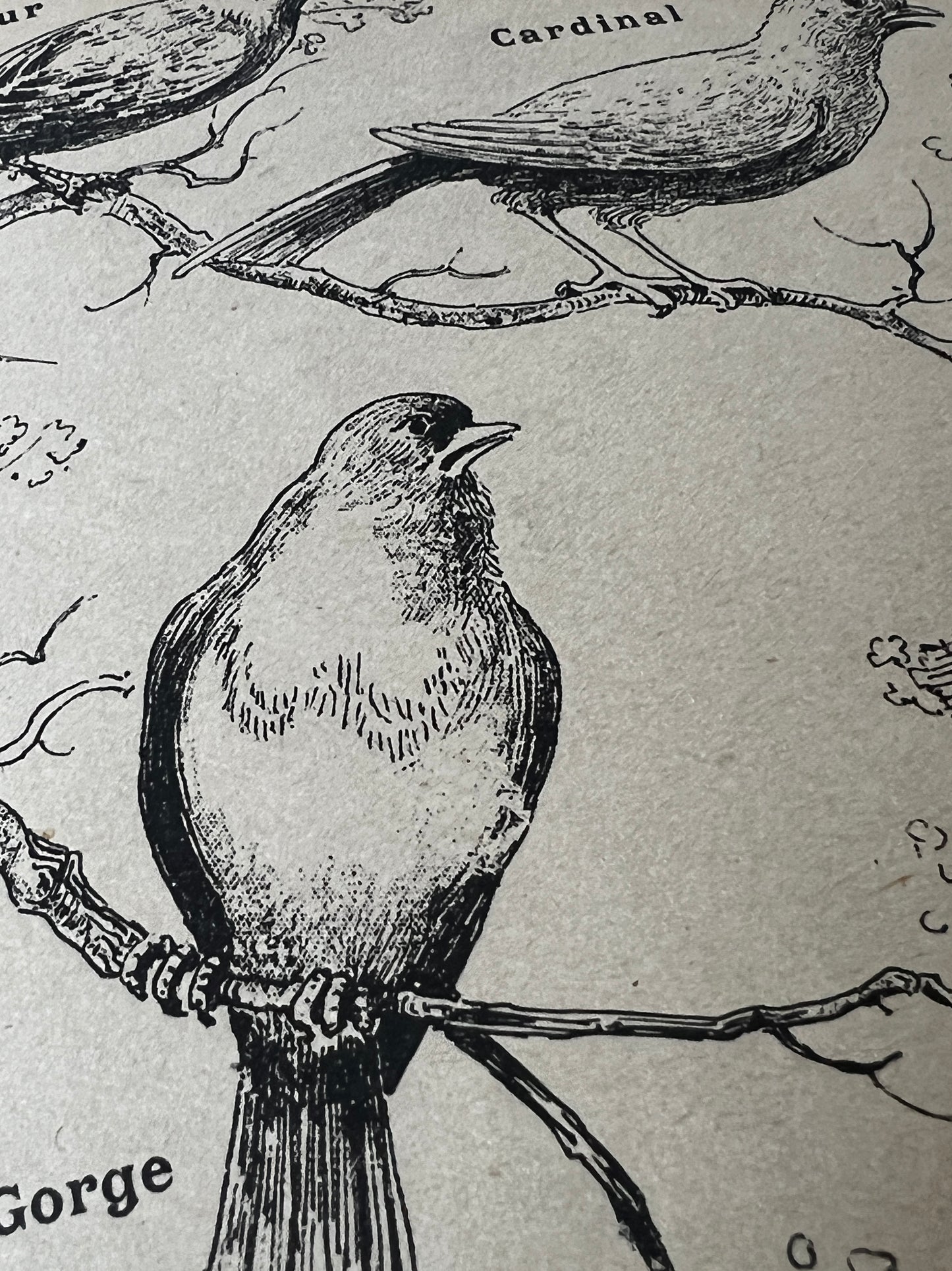 ★鳥の塗り絵帳