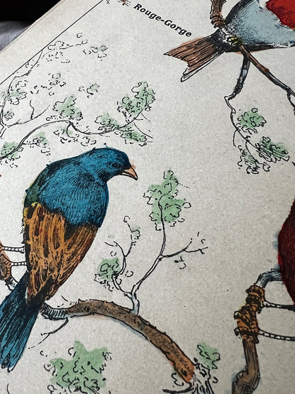 ★鳥の塗り絵帳